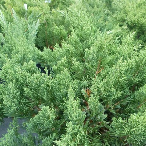 Juniperus chinensis 'San Jose' from NVK Nurseries