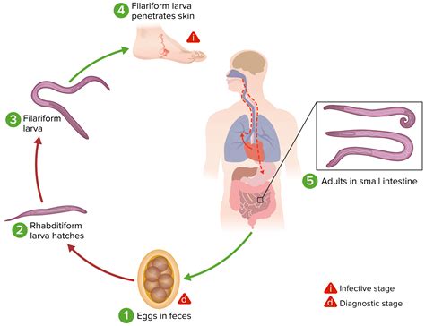 Ancylostoma Duodenale Life Cycle