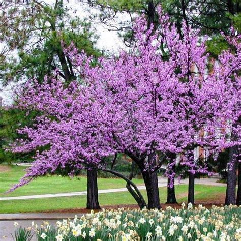 Forest Pansy Redbud | Forest Pansy Redbud Tree - PlantingTree