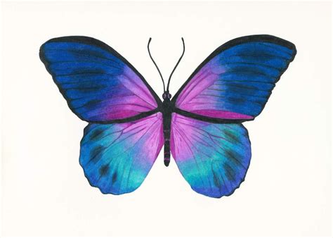 Blue Morpho Butterfly Drawing | Butterfly drawing, Beautiful ...