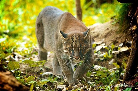 Asian Golden Cat approaching | Wild cat species, Big cats, Cat species