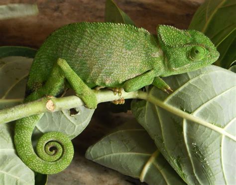 Indian Chameleon | Project Noah