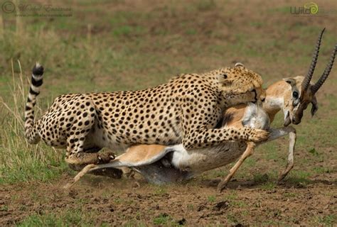 A female cheetah takes down a Thomsons Gazelle in the Mara Triangle Kenya - Photorator