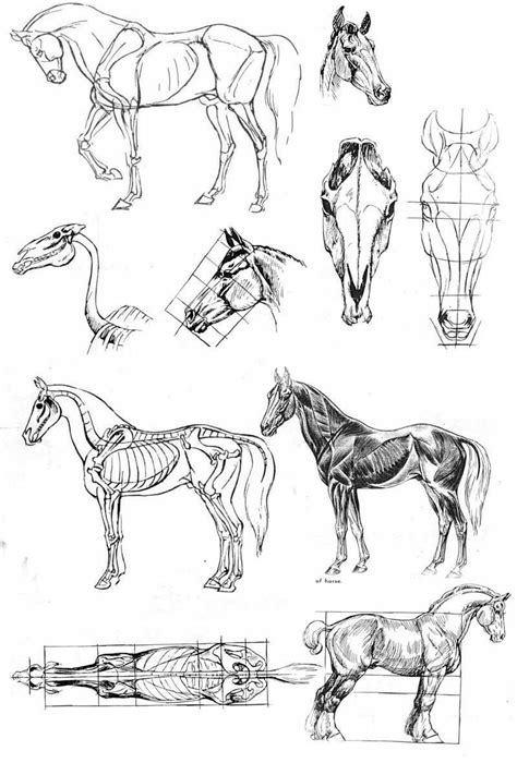 Horse anatomy. | Horse art drawing, Horse anatomy, Horse sketch