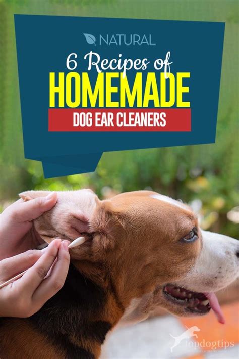 How to Make Homemade Dog Ear Cleaner: 6 Natural and Simple Recipes