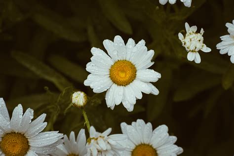 Daisy Field Desktop Wallpaper Photos, Download The BEST Free Daisy Field Desktop Wallpaper Stock ...