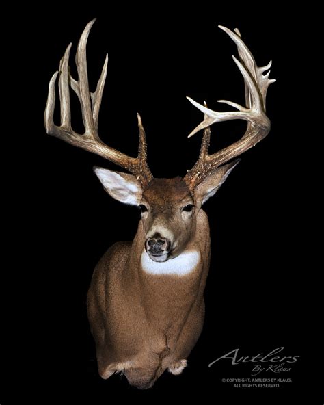 Maryland Giant - Antlers by Klaus