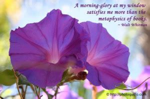 Morning Glory Quotes Poems. QuotesGram