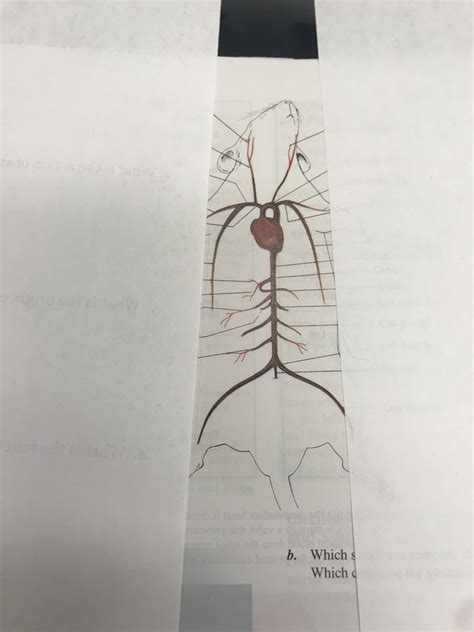 Rat Arterial System Diagram | Quizlet