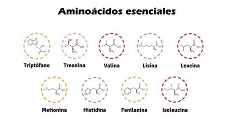 Tâtonner Allégations éducateur que son los aminoacidos esenciales la ...