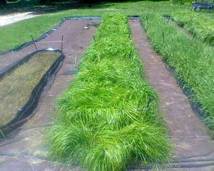 Sweetgrass plants, customer examples from around the United States, N-Z