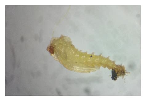 Life stages of Phlebotomus argentipes: (a) eggs, (b) L1 larva, (c) L2 ...