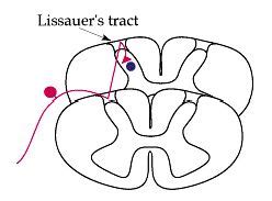 What is Lissauer’s tract? — Brain Stuff
