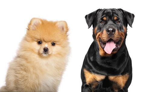 All About The Pomeranian Rottweiler Mix: Facts & Information