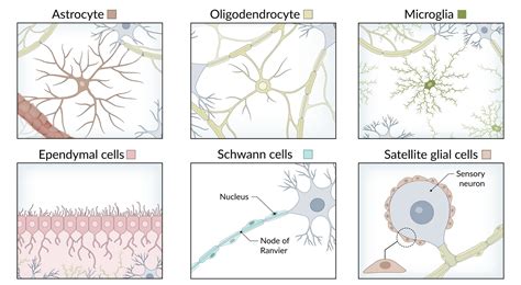 Oligodendrocytes Vs Schwann Cells