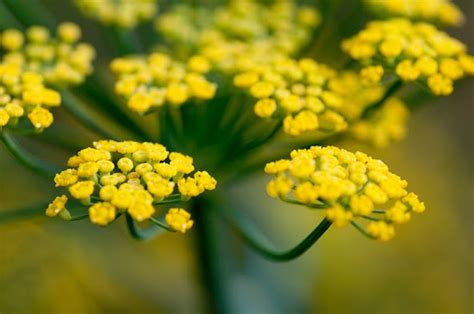 Fennel Flower