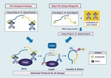 Expanding the Usefulness of qPCR