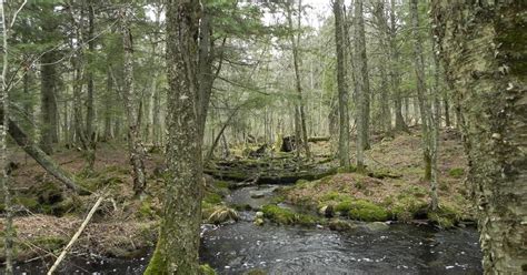 Trails closed at Chequamegon-Nicolet National Forest