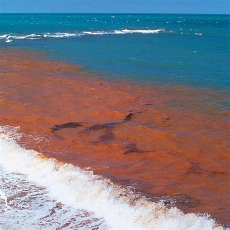 Red Tide, Blue Tide: Bioluminescence In The Ocean