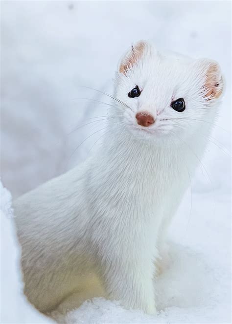 Winter Coat Short-tailed Weasel