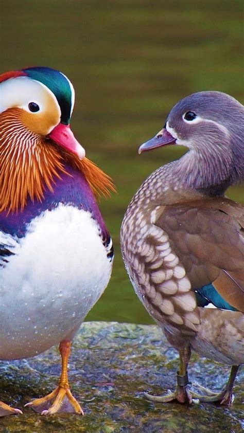 Mandarin Duck, Male And Female, Mandarin Ducks HD phone wallpaper | Pxfuel