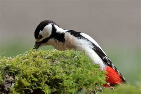 DIY: Foraging Toys for your Bird - The Pet Concierge