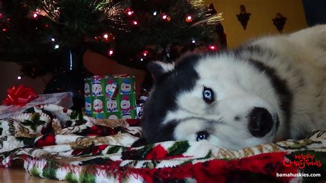 Christmas Husky Wallpaper - WallpaperSafari