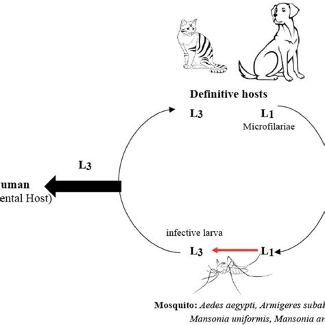 Life cycle of Dirofilaria repens | Download Scientific Diagram