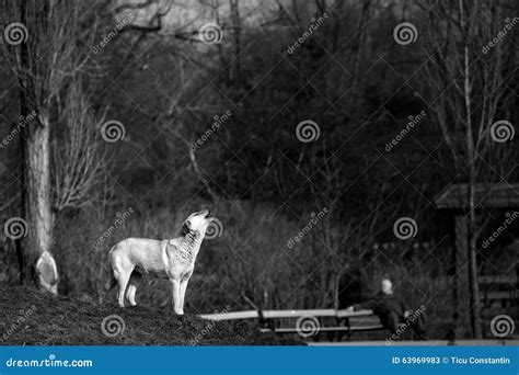 Dog howling at the moon stock image. Image of white, black - 63969983