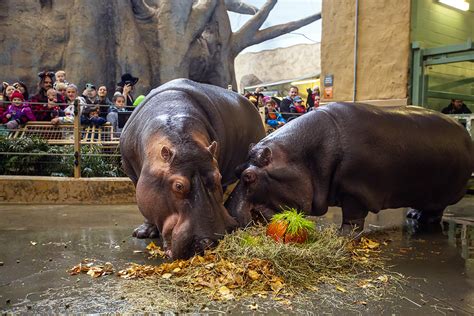 Photos: Zoo celebrates hippo birthday with Halloween treats - LiveWire Calgary