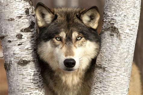 Timber wolf, northern Minnesota