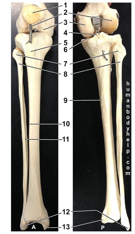 Lower Leg Bones – Articulated – Human Body Help