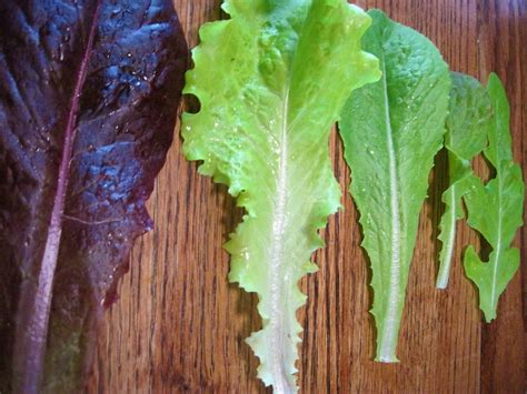 Harvesting Lettuce: How to Harvest and Store Lettuce For Fresh ...