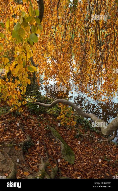 Weeping beech tree hi-res stock photography and images - Alamy