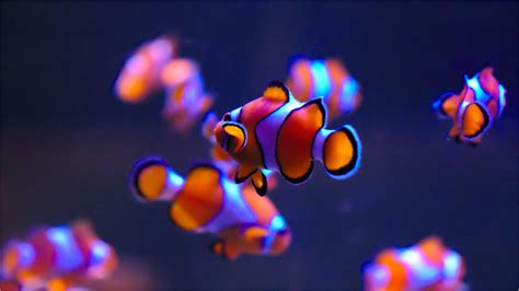 4k Wallpaper Fighter Fish | Fish wallpaper, Clown fish, Underwater wallpaper