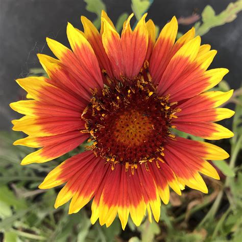 Gaillardia x grandiflora 'Arizona Sun' - Blanket Flower (4" Pot) | Little Prince To Go