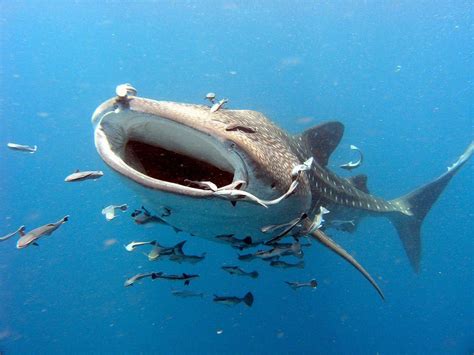 since we are loving on the whale shark Id like to share that they have a symbiosis relationship ...