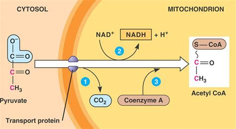 Biology: the miracle of life: March 2011