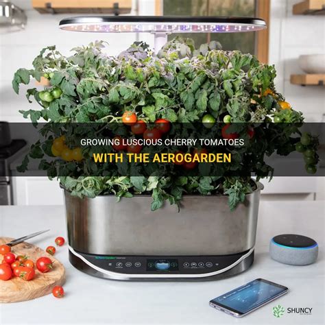 Growing Luscious Cherry Tomatoes With The Aerogarden | ShunCy