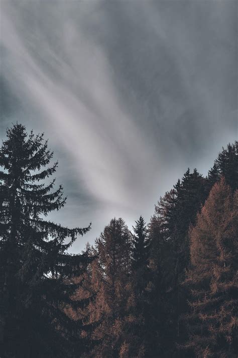 Gloomy sky with trees | free image by rawpixel.com / eberhard grossgasteiger | Stock images free ...