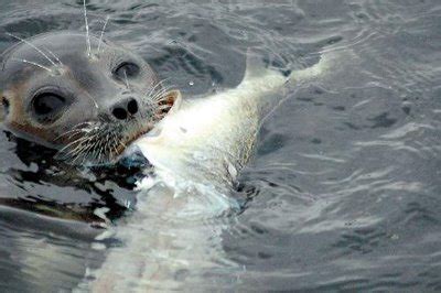 Food - Harp seals