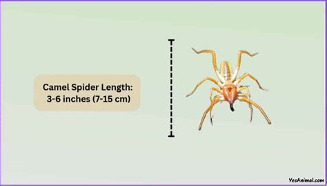 Camel Spider Size Explained & Compared With Other Spiders