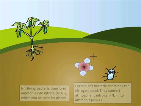 The Nitrogen Cycle - YouTube