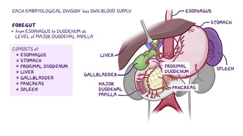 Gi Blood Supply