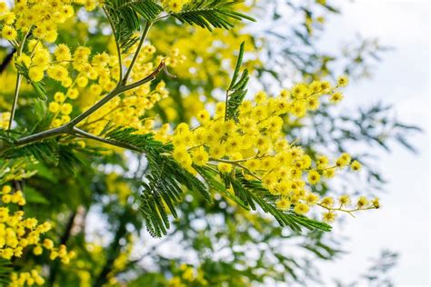 How to Grow a Mimosa Tree | BBC Gardeners World Magazine