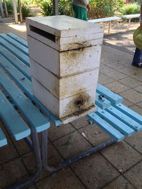 Native stingless bee hive | images from the Stingless Beekee… | Flickr