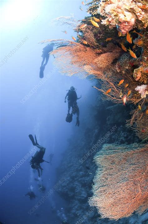 Coral Reef Red Sea, Ras Mohammed - Stock Image - C009/8447 - Science Photo Library