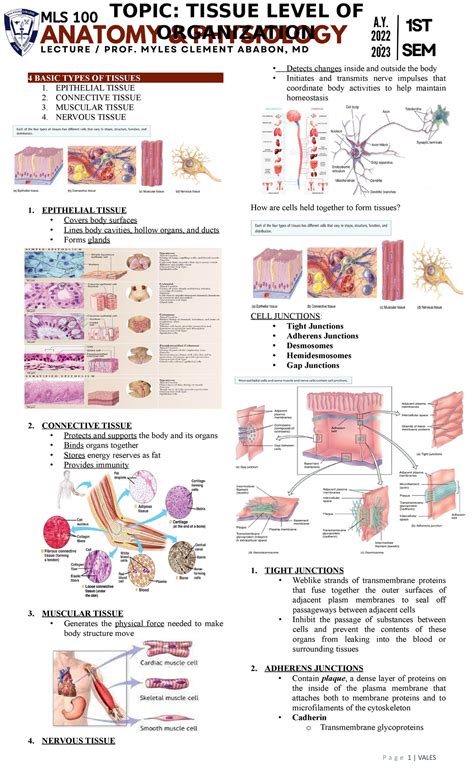 Tissue Level of Organization {MLS 100-LEC] Transes - TOPIC: TISSUE ...