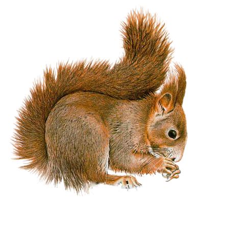 Squirrel PNG Transparent Images