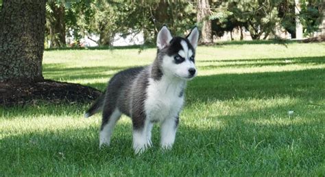 Kybra Kennels | Siberian Husky Puppies